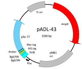 pADL-43 map